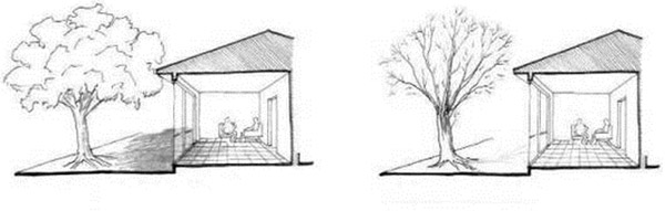 Illustration showing how deciduous trees provide shade in summer but let filtered light in through winter, when they lose their leaves